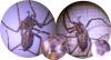 Eratigena atrica